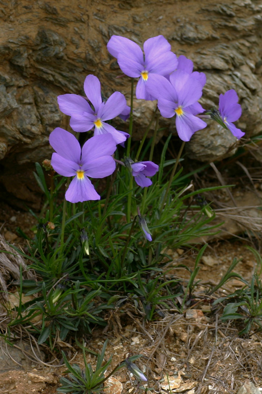 Viola bertolonii Pio (endemismo ligure) / Viola di Bertoloni